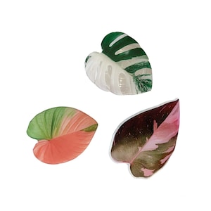 May include: Three different types of leaves, one with green and white variegation, one with pink and green variegation, and one with pink and brown variegation.