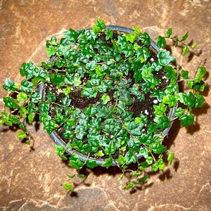 String of Frogs - Rare Ficus Pumila Quercifolia - Miniature Creeping Fig Vine - Air Purifying - Easy Care Houseplant