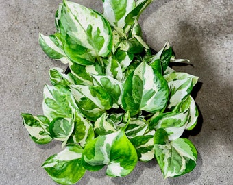 Epipremnum Aureum Glacier - Rare Pothos Variety - Variegated Mini Trailing Plant - Easy Care Houseplant