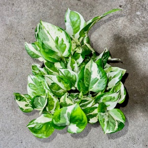 Epipremnum Aureum Glacier - Rare Pothos Variety - Variegated Mini Trailing Plant - Easy Care Houseplant
