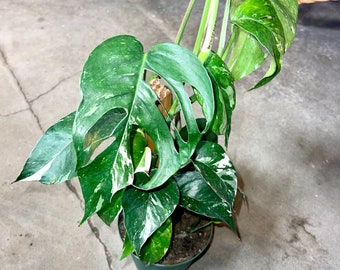 Rare Epipremnum Pinnatum Variegata - Dragon Tail Plant - Hard to Find Silver Vine Pull in a large established 6” Pot - Centipede Tongavine