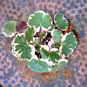 Pink Variegated Rare Strawberry Begonia & Non-Variegated Available Geranium Saxifraga Stolonifera Non-toxic Easy Care Houseplant image 3