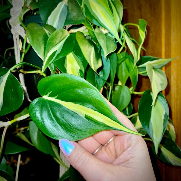 Philodendron Silver Stripe - RARE Hard to Find Cuttings in Several Sizes - Trailing & Air Purifying - Easy Care Houseplant