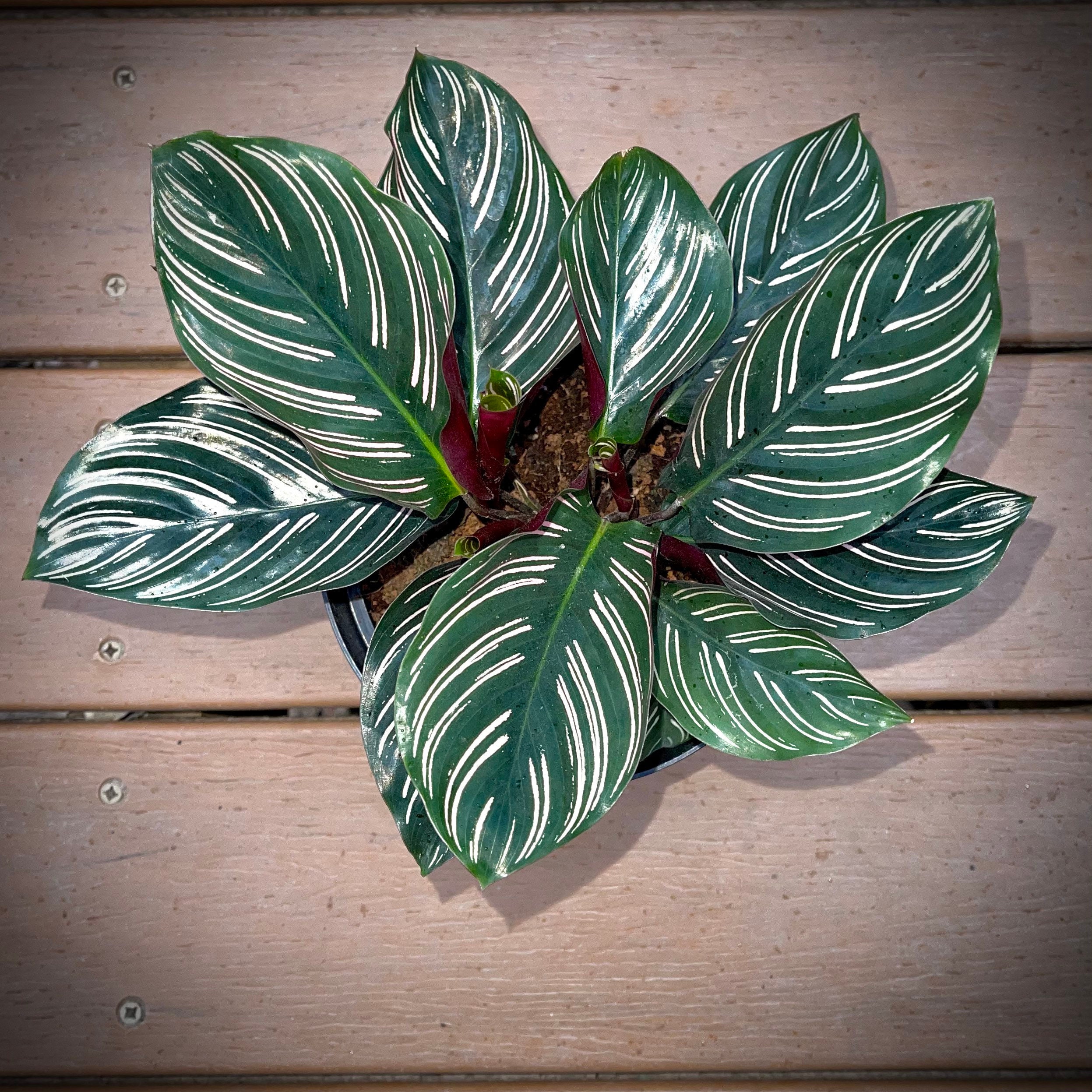 Calathea Ornata Rare Calathea Pinstripe Pinstripe Plant Etsy