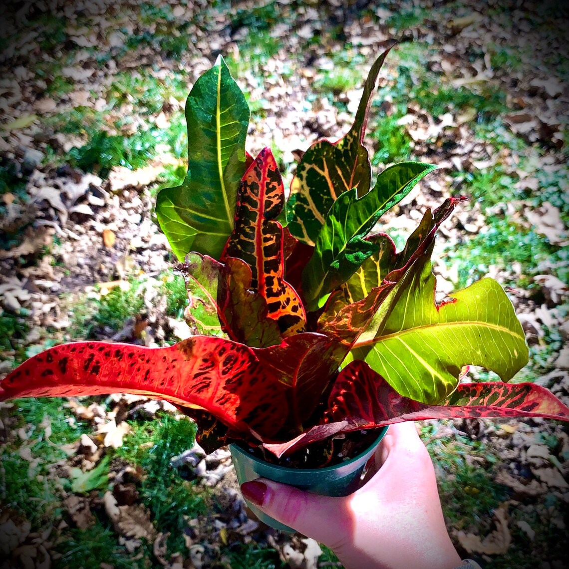 Croton RARE Varieties Magnificent Red Iceton & Gold Star Etsy