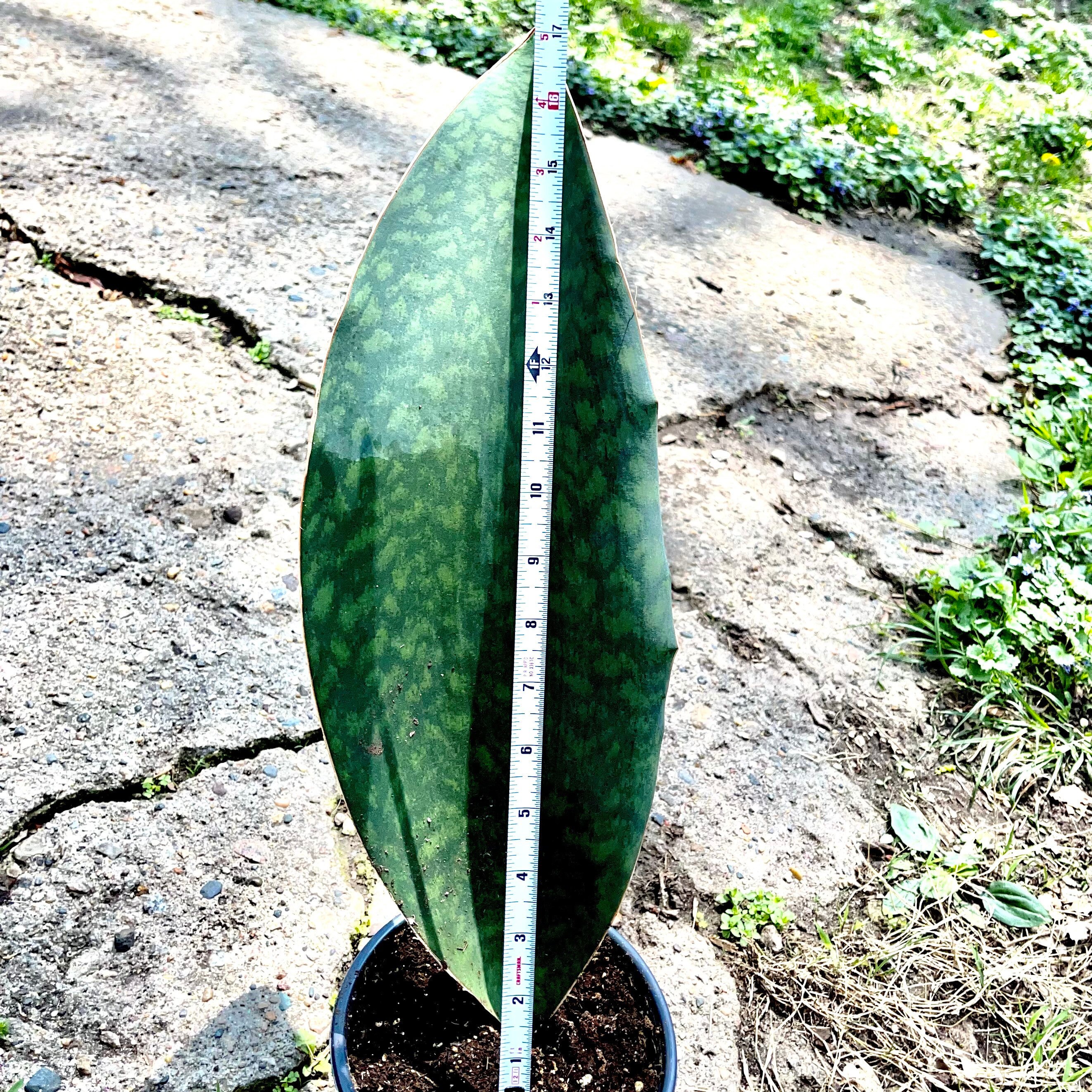 [FINALSALE] Artificial Snake Plant - 19