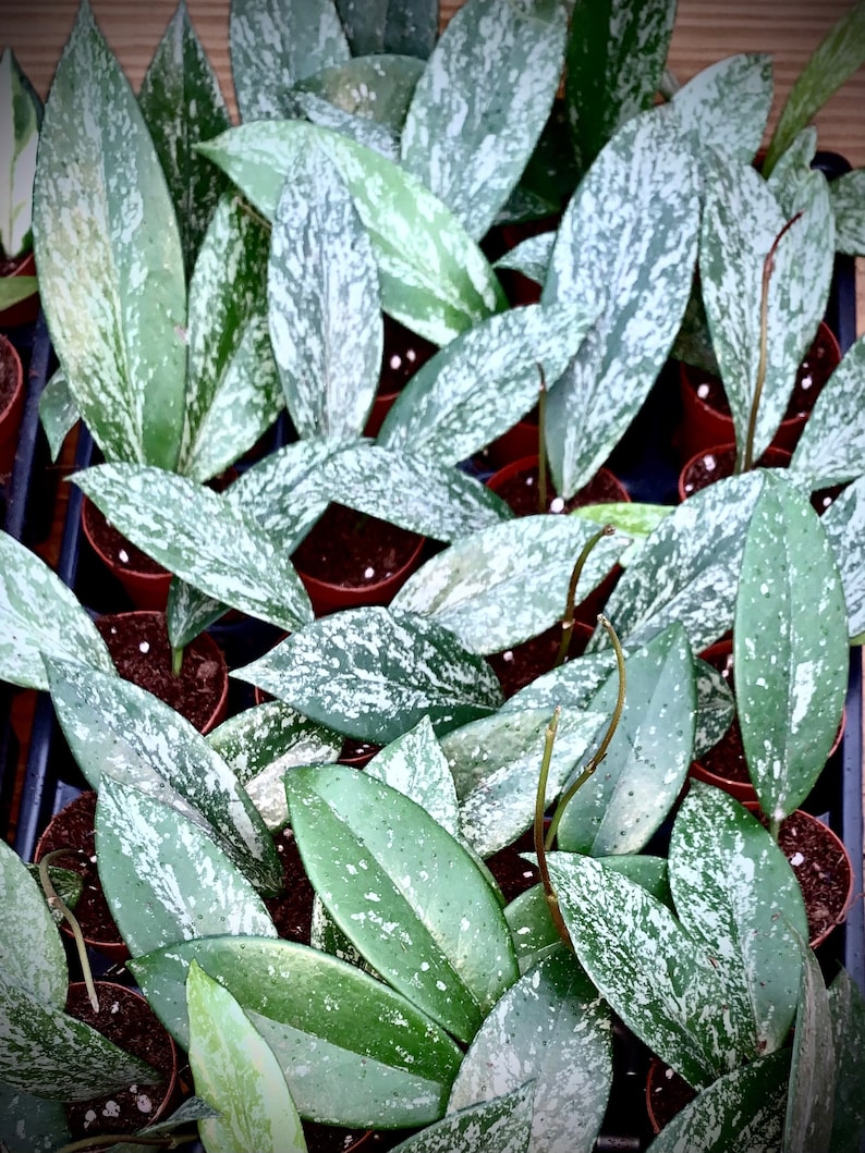 Hoya Pubicalyx Splash Sliver Variegated Wax Plant Etsy