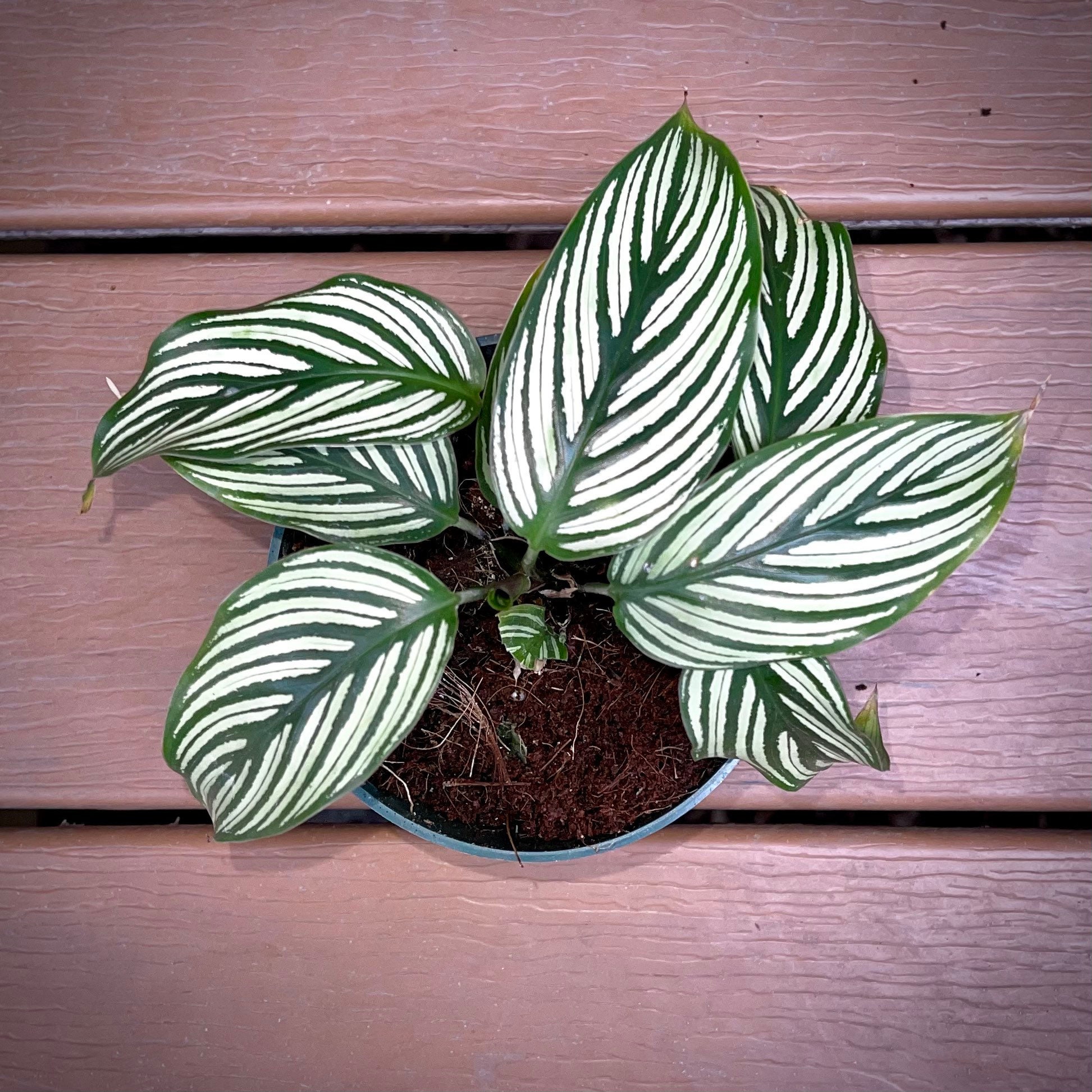 Calathea Vittata Rare NonToxic Air Purifying Easy Care Etsy