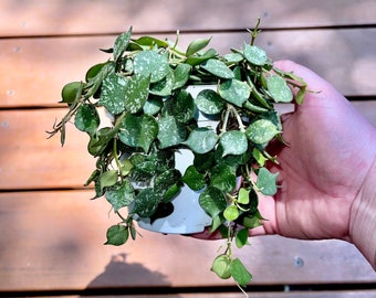 Rare Hoya Curtisii - Miniture Silver Variegated Hoya - Flowering Trailing Easy Care Houseplant