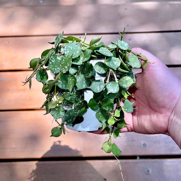 Rare Hoya Curtisii - Miniture Silver Variegated Hoya - Flowering Trailing Easy Care Houseplant