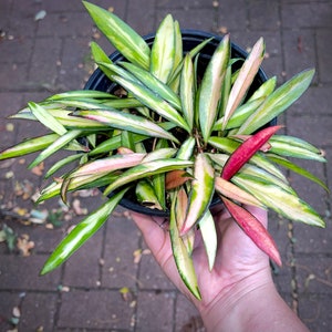 May include: A variegated houseplant with green and white leaves in a black pot. The plant has long, trailing stems and is being held by a hand.