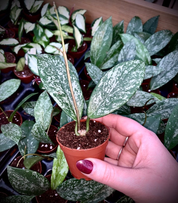 Hoya Pubicalyx Splash - Sliver Variegated Wax Plant - Non-toxic