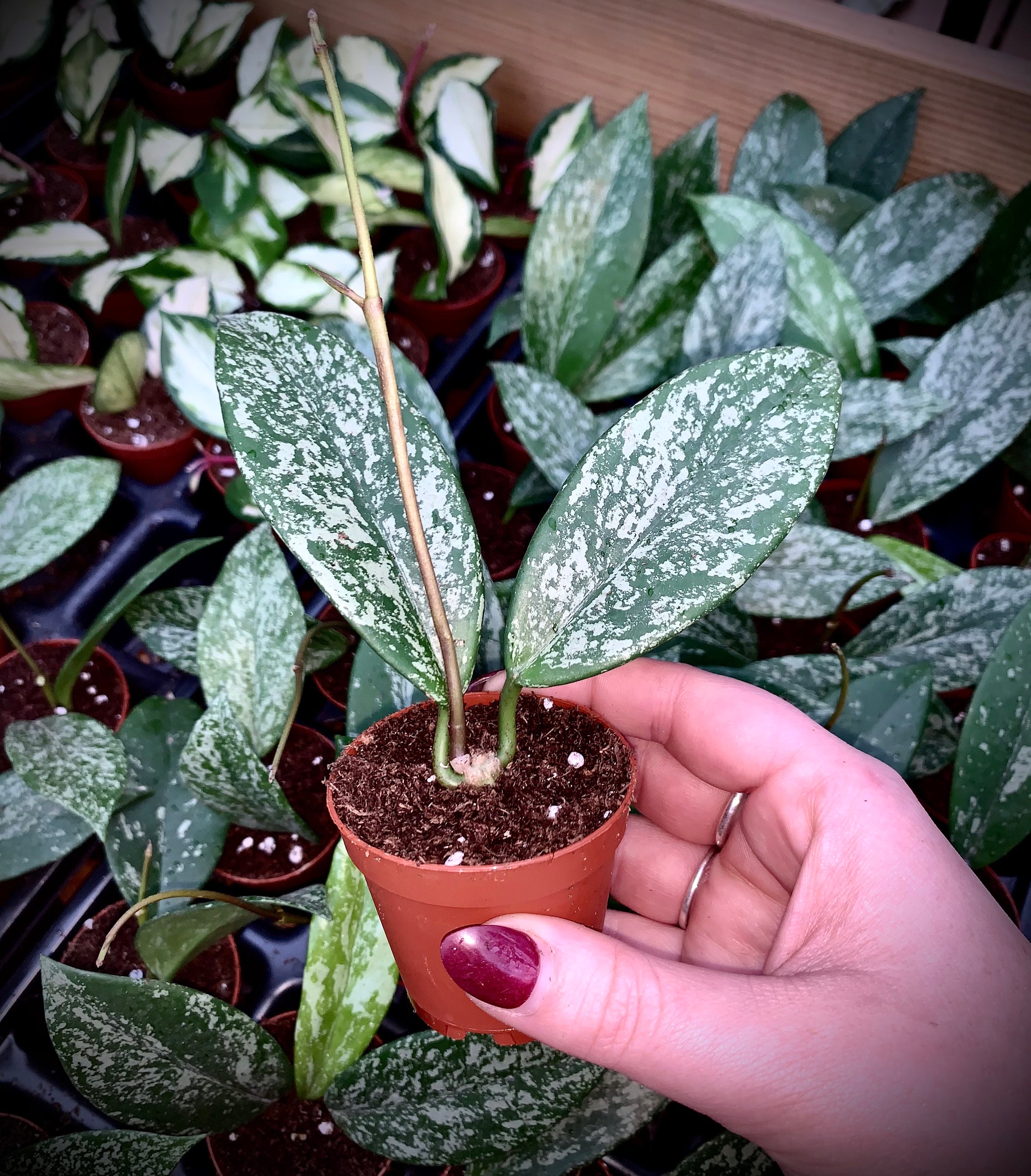 Hoya Pubicalyx Splash - Sliver Variegated Wax Plant - Non-toxic