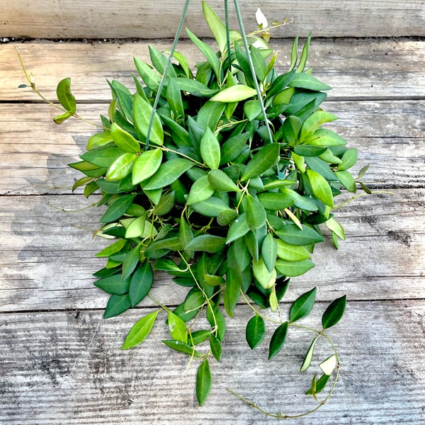 Rare Hoya Burtoniae - Velvet Honey Hoya - Trailing Flowering Easy Care Houseplant