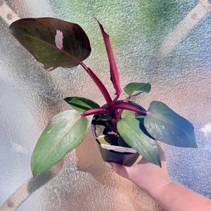 May include: A houseplant with dark green leaves and deep red stems in a black pot. The plant has a unique, variegated pattern on the leaves.