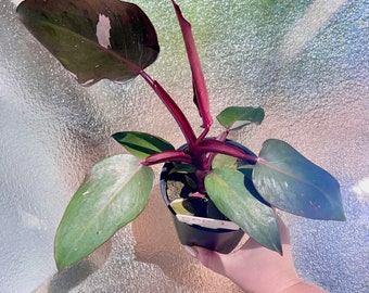 May include: A houseplant with dark green leaves and deep red stems in a black pot. The plant has a unique, variegated pattern on the leaves.