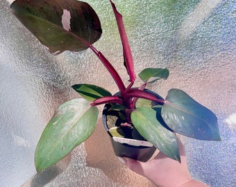 Rare Philodendron Pink Princess - Established Fully Rooted 5” Potted Plants - Pink Variegation on every leaf - Easy Care Houseplant