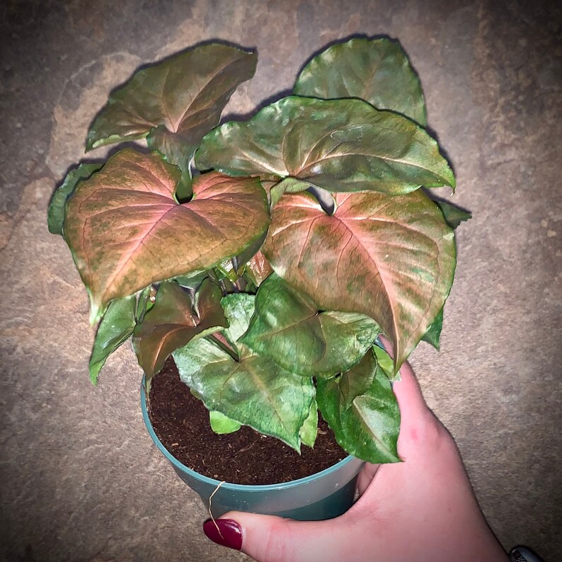Nephthytis Arrowhead Plant Several Varieties in Large 4 Etsy
