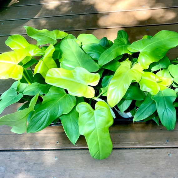 Buy Philodendron Bipennifolium - Rare Golden Violin - Stunning Bright Green  Aroid - Air Purifying - Easy Care Houseplant Online in India - Etsy