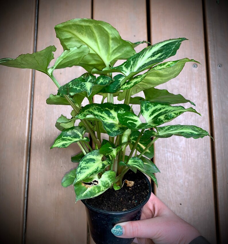 Nephthytis Arrowhead Plant Several Varieties in Large 4 Etsy