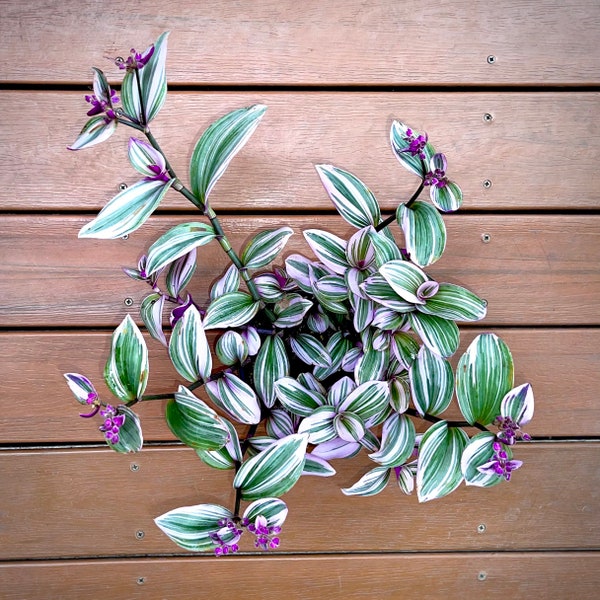 Tradescantia Nanouk - Pink, Lilac & White Tricolor Wandering Jew - Air Purifying - Easy Care Houseplant