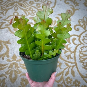 Ric Rac Cactus - Rare & Unique Fishbone Cactus - (aka) Zig Zag Cactus - Non-Toxic - Air Purifying - Easy Care Houseplant
