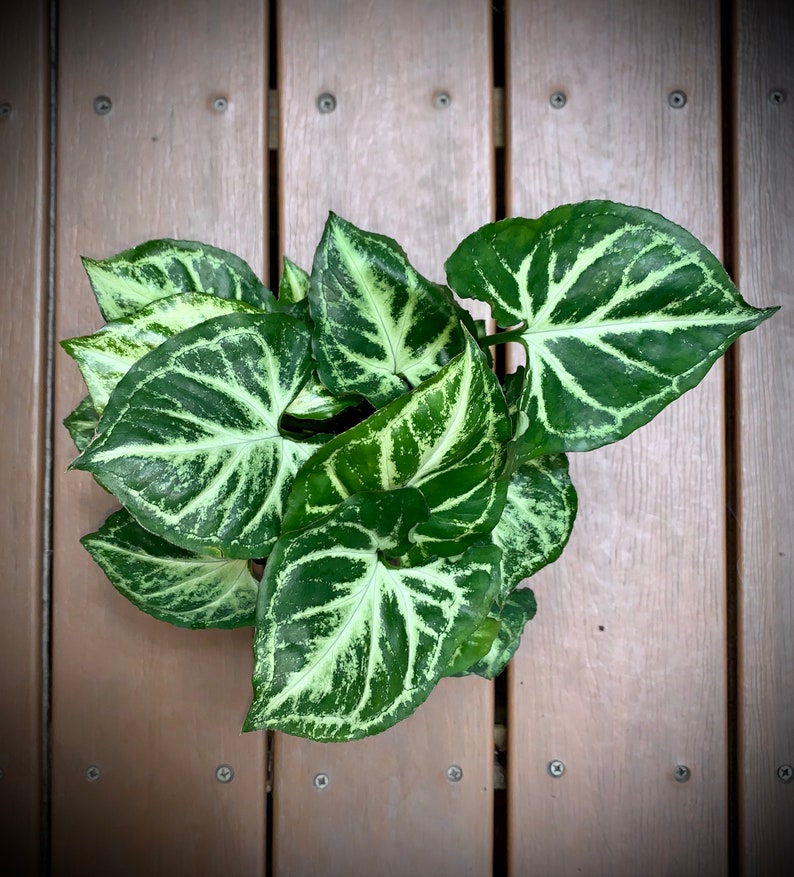 Nephthytis Arrowhead Plant Several Varieties in Large 4 Etsy