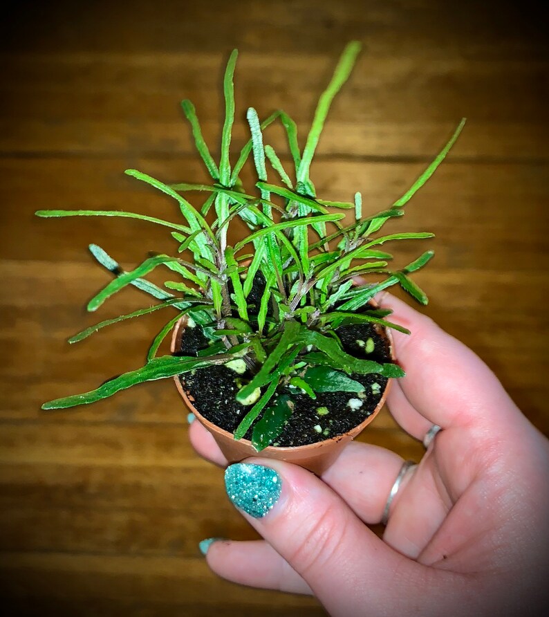 False Aralia Mary Jane Plant Air Purifying Easy Care Etsy