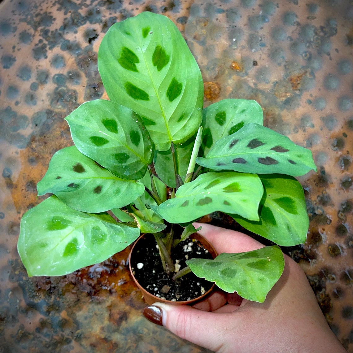 Maranta Leuconeura Kerchoveana Prayer Plant NonToxic Etsy