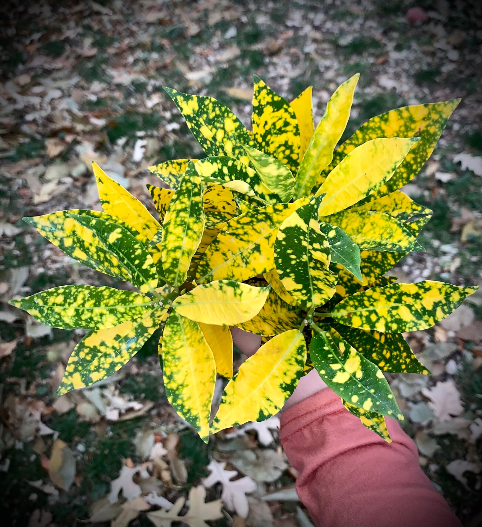 Croton RARE Varieties Magnificent Red Iceton & Gold Star Etsy