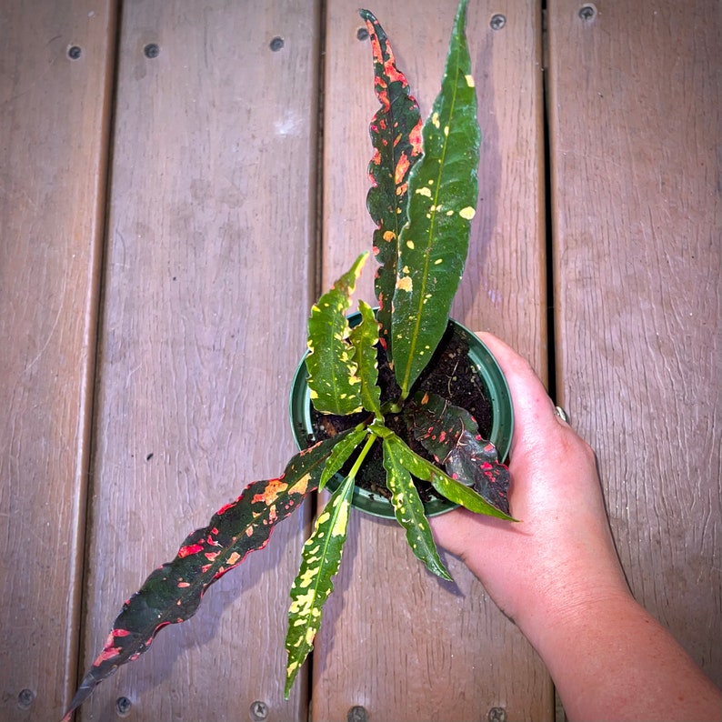 Croton SUPER RARE Varieties Eleanor Roosevelt Magnificent and Etsy