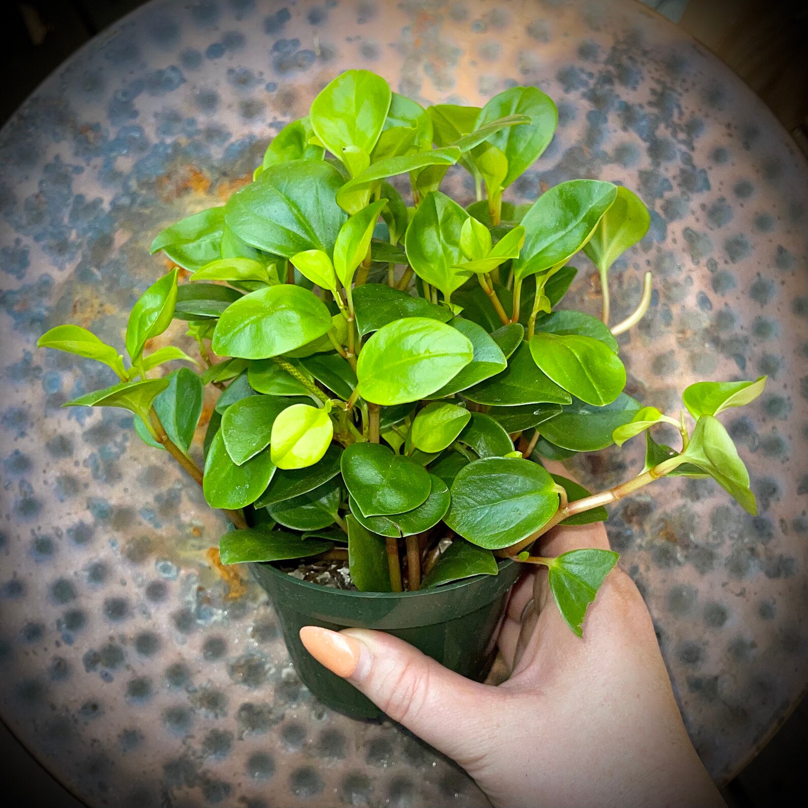 Peperomia Cubensis Trailing Baby Rubber Plant NonToxic Etsy