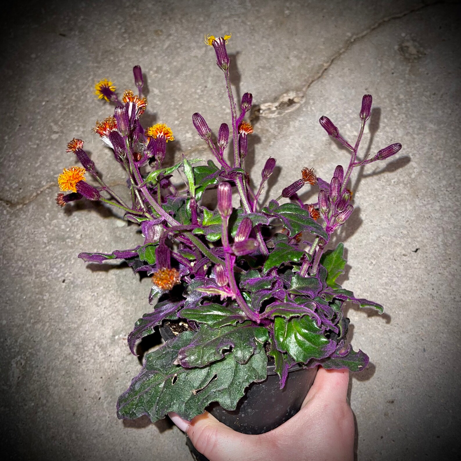 Purple Passion RARE Velvet Plant Gunura Aurantiaca Etsy