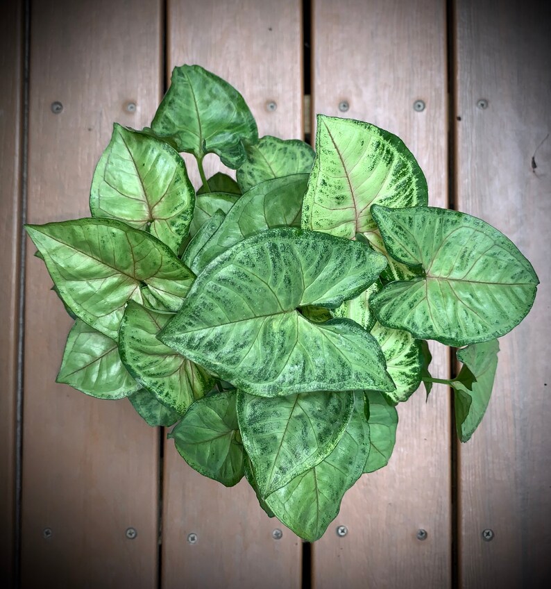 Nephthytis Arrowhead Plant Several Varieties in Large 4 Etsy