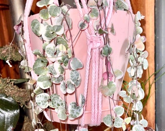 Rare Pink Variegated String of Hearts - Ceropegia Woodi - Non-Toxic Trailing & Flowering - Easy Care Houseplant
