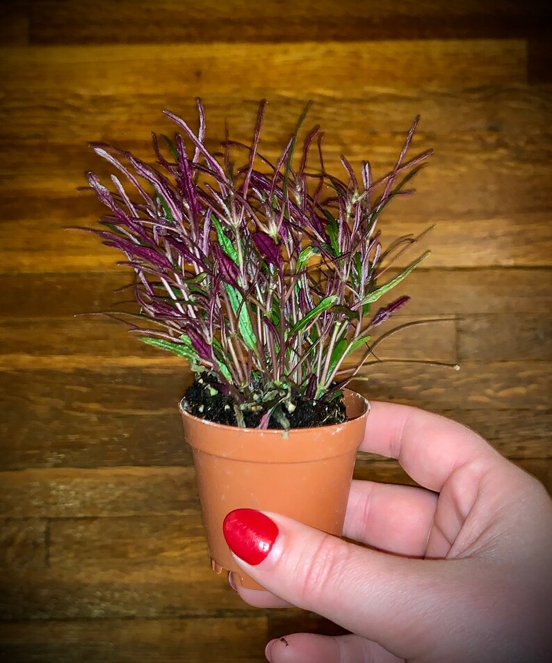 False Aralia Mary Jane Plant Air Purifying Easy Care Etsy