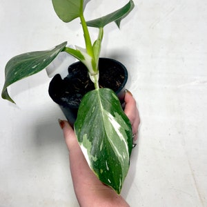 Rare Philodendron Erubescens White Princess White Variegated Philo in an Established 5 growers Pot Climbing Easy Care Houseplant image 3