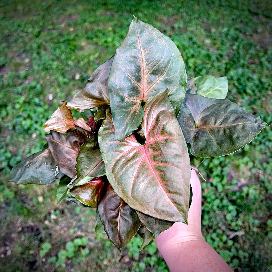 Nephthytis Arrowhead Plant Several Varieties in Large 4 Etsy