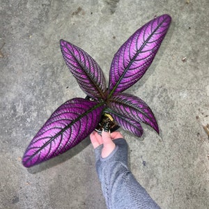 Persian Shield - Rare Strobilanthes Dyerianus - Non-Toxic - Air Purifying - Easy Care Houseplant