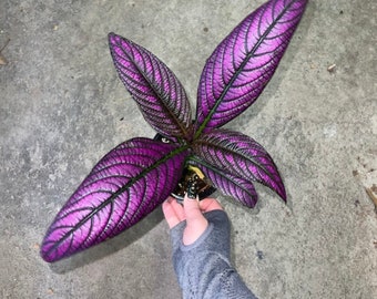 Persian Shield - Rare Strobilanthes Dyerianus - Non-Toxic - Air Purifying - Easy Care Houseplant