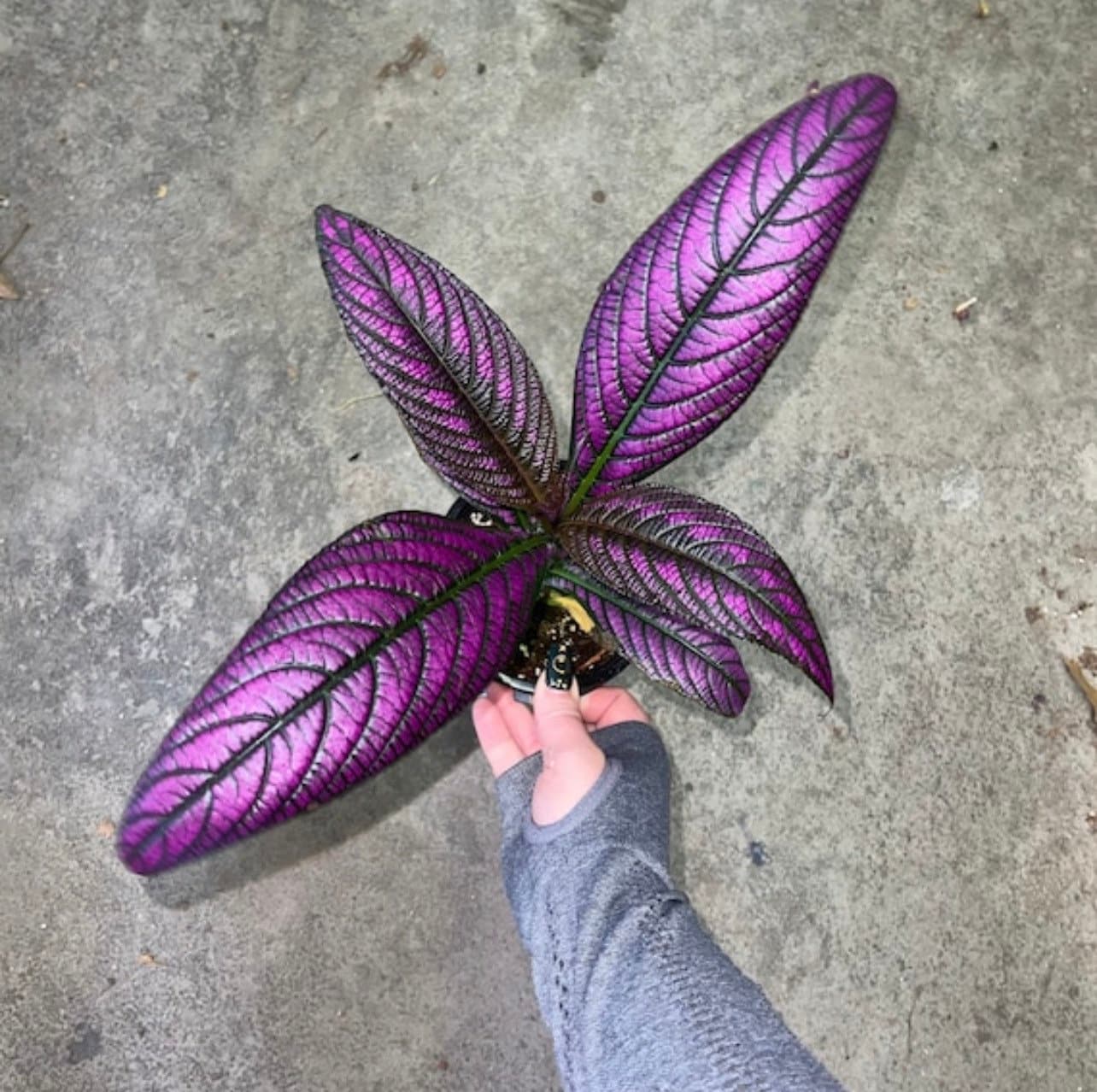 Persian Shield - Rare Strobilanthes Dyerianus - Non-Toxic - Air Purifying - Easy Care Houseplant