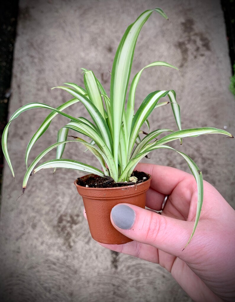 Spider Plant Chlorophytum Comosum NonToxic Air Etsy