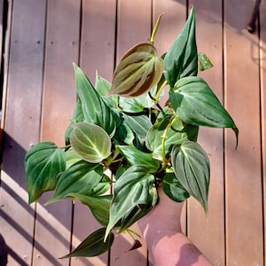 Philodendron Micans - Rare Velvet Philodendron - Trailing Hanging - Air Purifying - Easy Care Houseplant