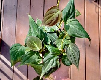 Philodendron Micans - Rare Velvet Philodendron - Trailing Hanging - Air Purifying - Easy Care Houseplant