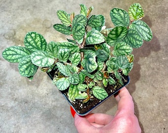 Polynesian Ivy Vine - Pellionia Pulchra - Trailing Air Purifying - Easy Care Houseplant