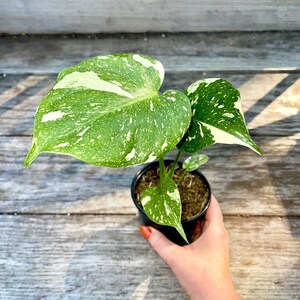 Thai Constellation Monstera - Rare Variegated Hybrid - Easy Care Houseplant - Sold in a 4” Growers Pot - Exact Plant Pictured