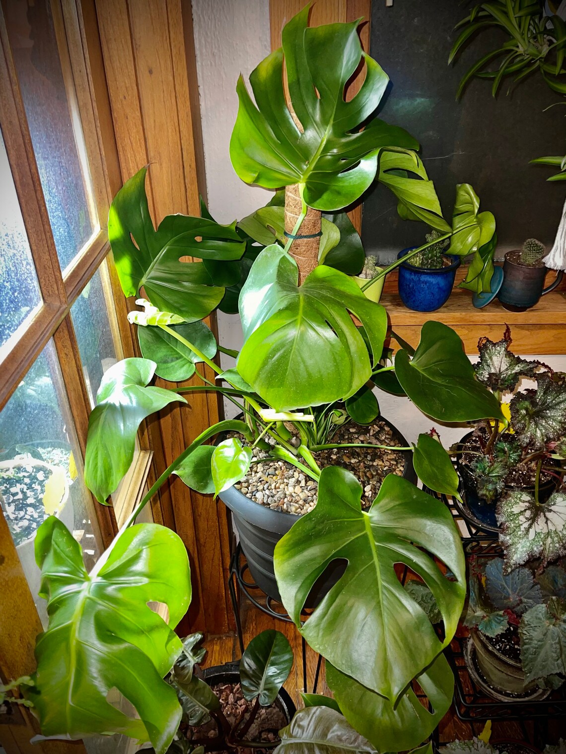 Philodendron Monstera Deliciosa Swiss Cheese Plant Air Etsy