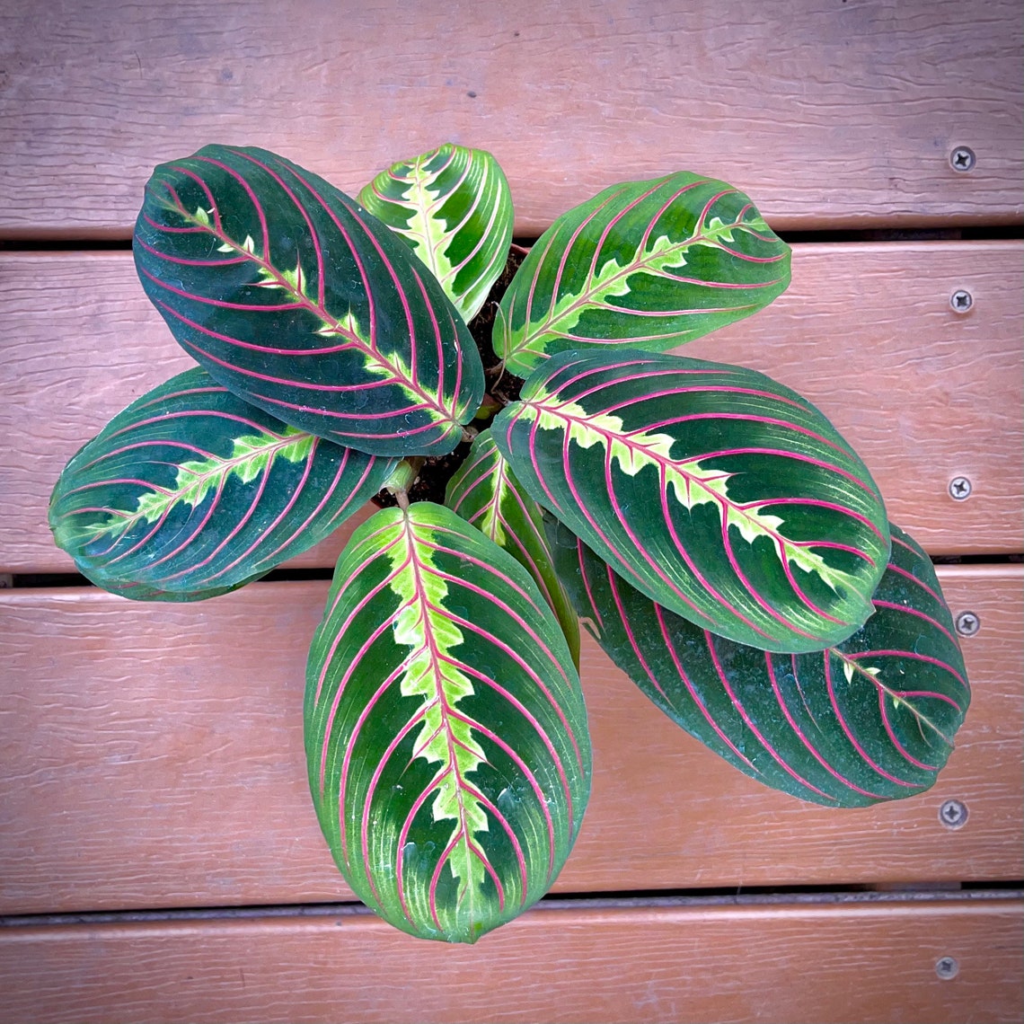 Maranta Leuconeura Red Prayer Plant NonToxic Air Etsy