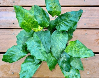Calathea Musaica Network - Rare Foliage Calathea - Non-Toxic Houseplant