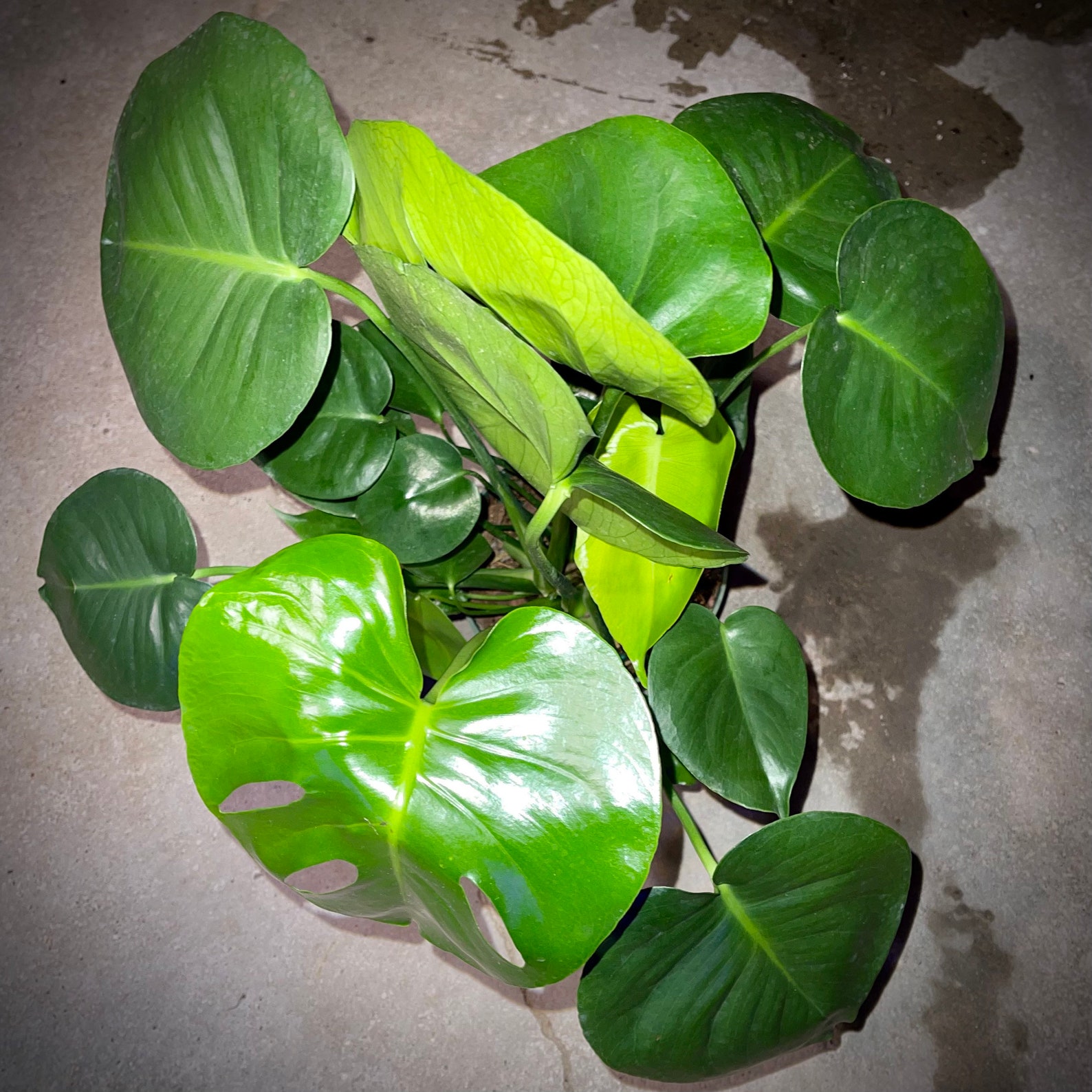 Philodendron Monstera Deliciosa Swiss Cheese Plant Air Etsy